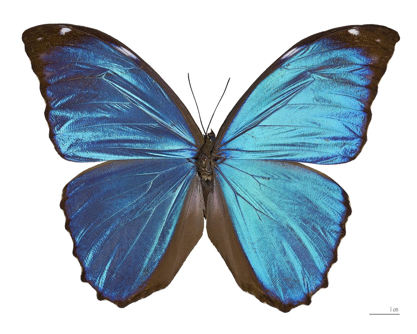Blauer Morphofalter