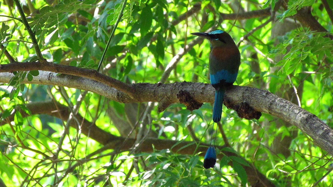 Brauenmotmot