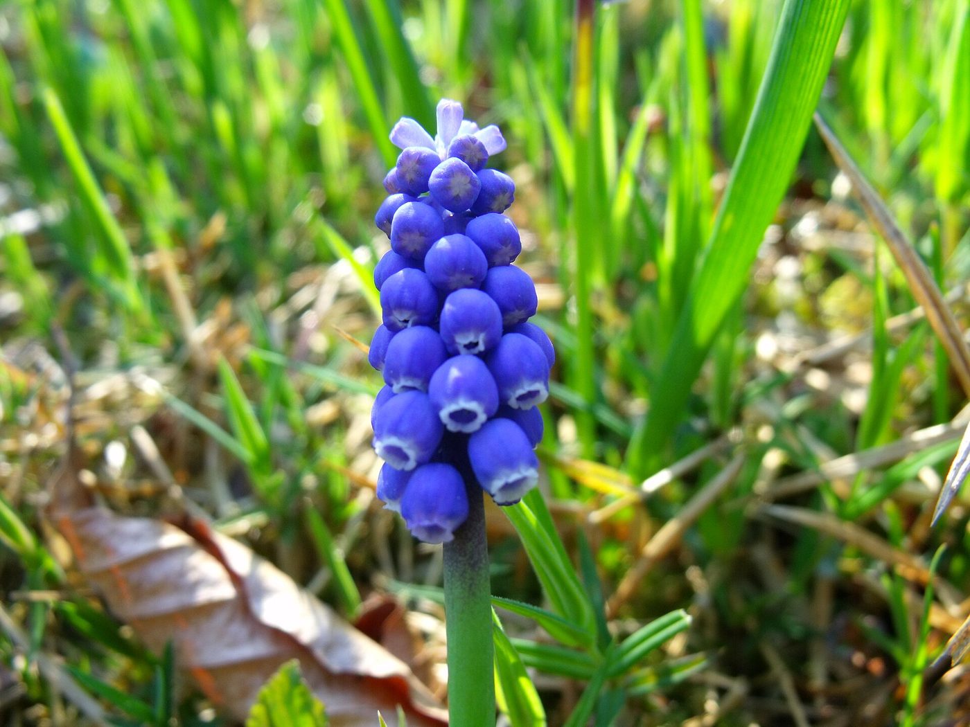 Armenische Traubenhyazinthe