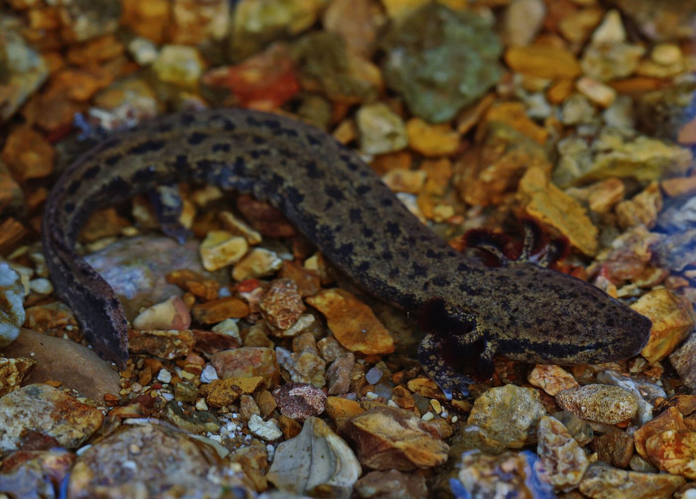 Gefleckter Furchenmolch