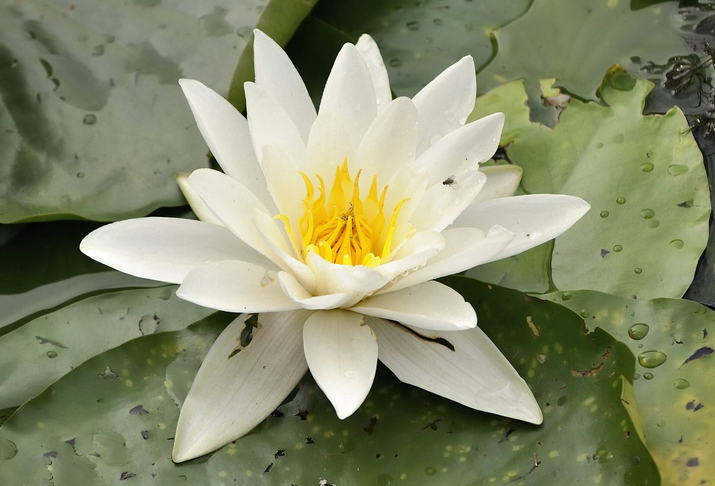Weiße Seerose