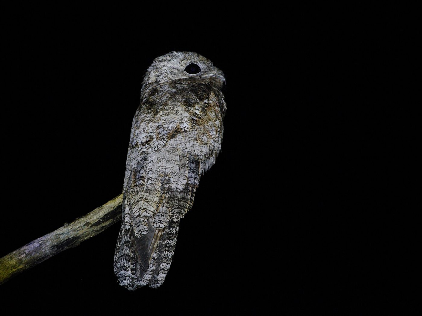 Great potoo