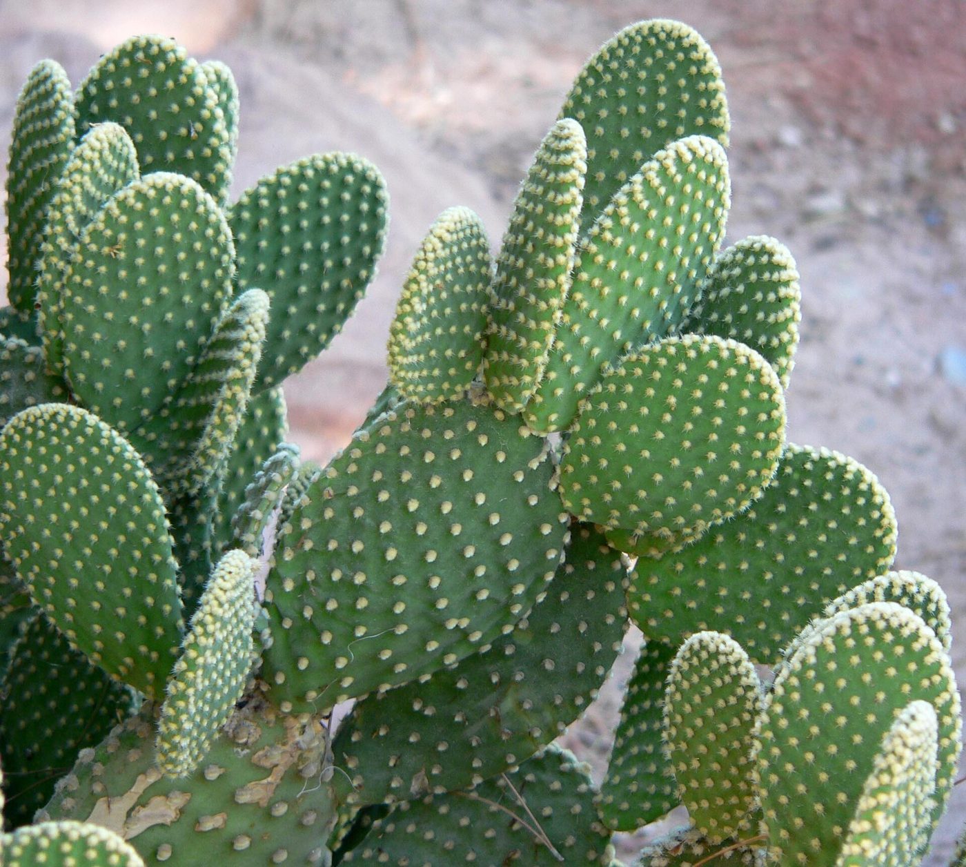 Nopal cegador