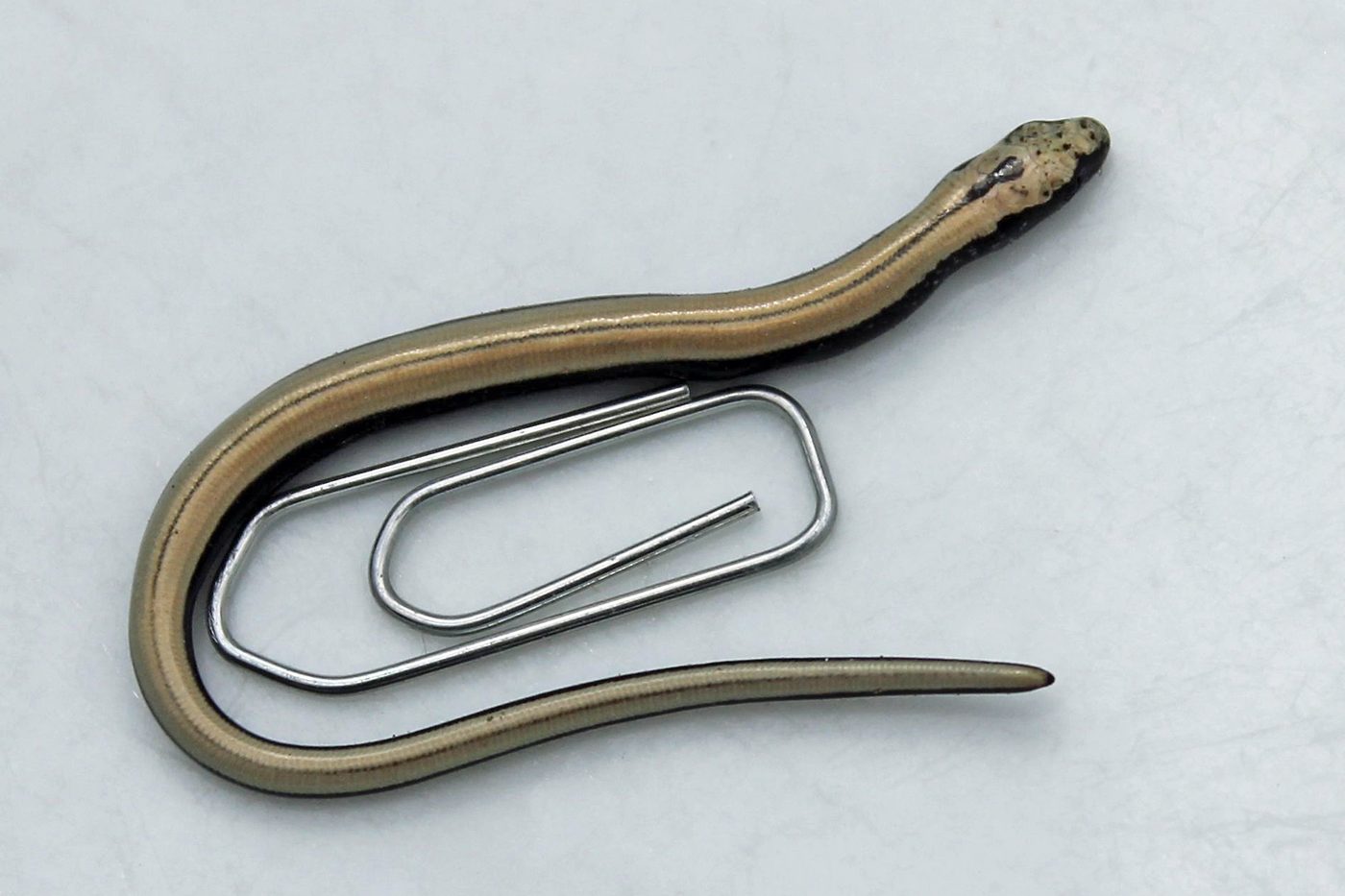 Slow worm