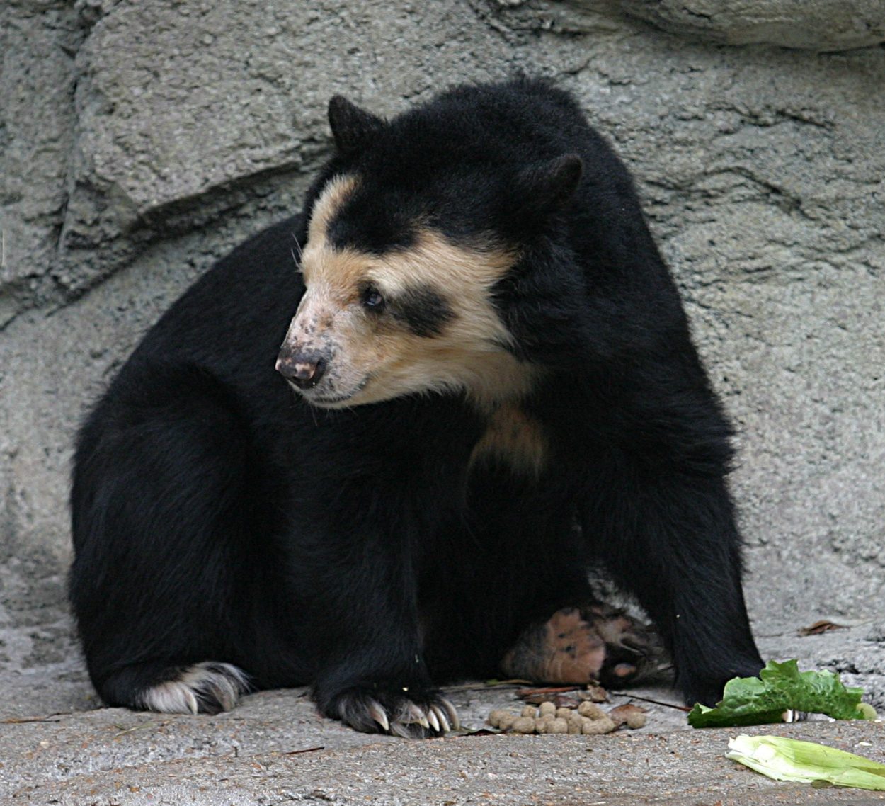 Spectacled bear