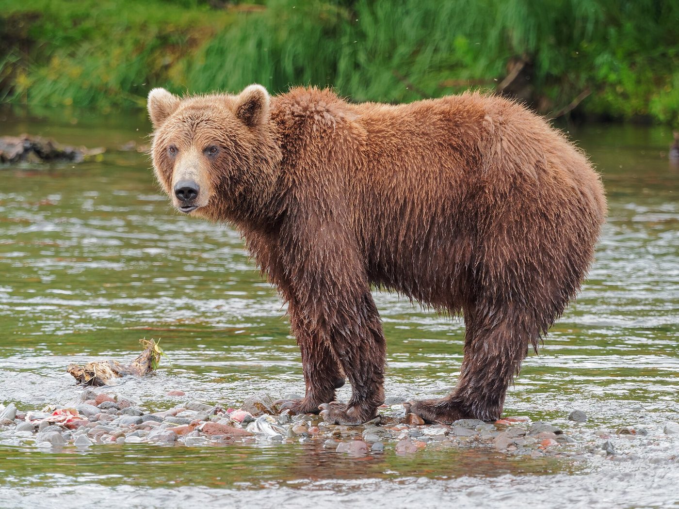 Oso pardo