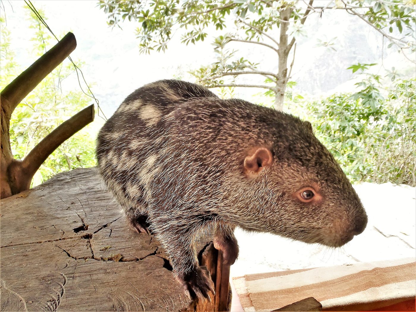 Pakarana