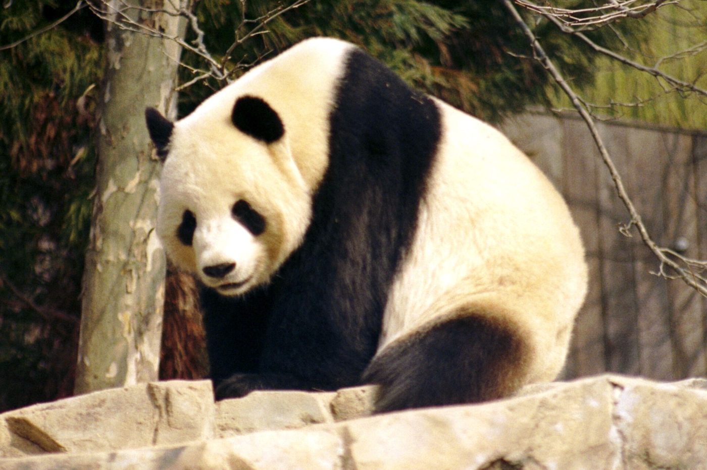 Großer Panda