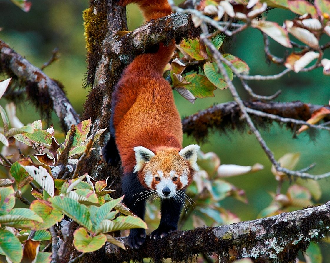 Panda roux
