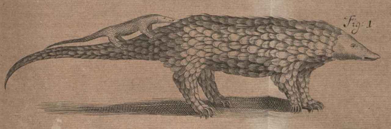 Pangolin à longue queue