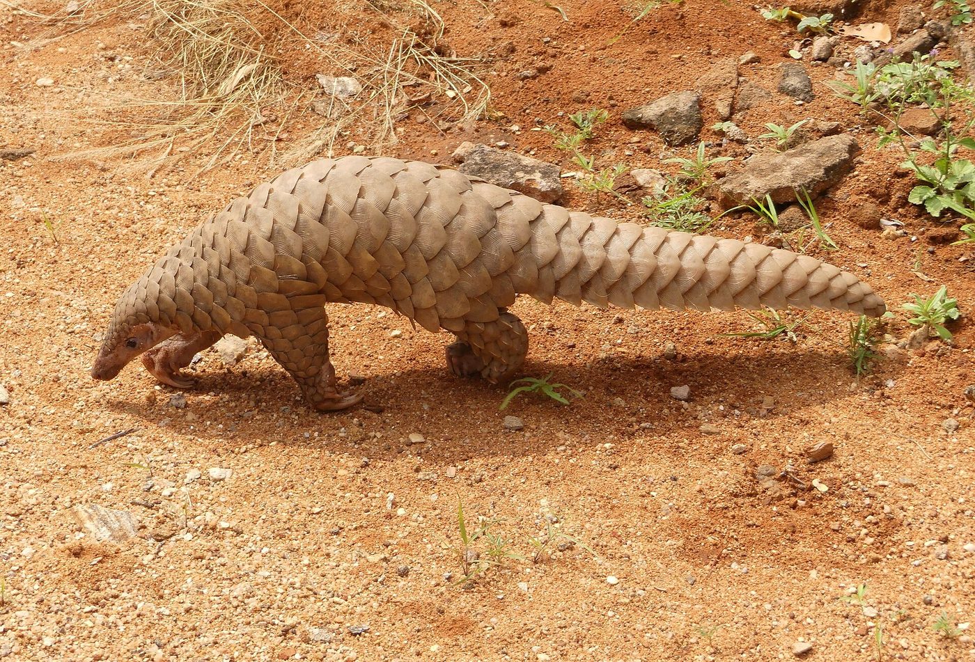 Indian pangolin