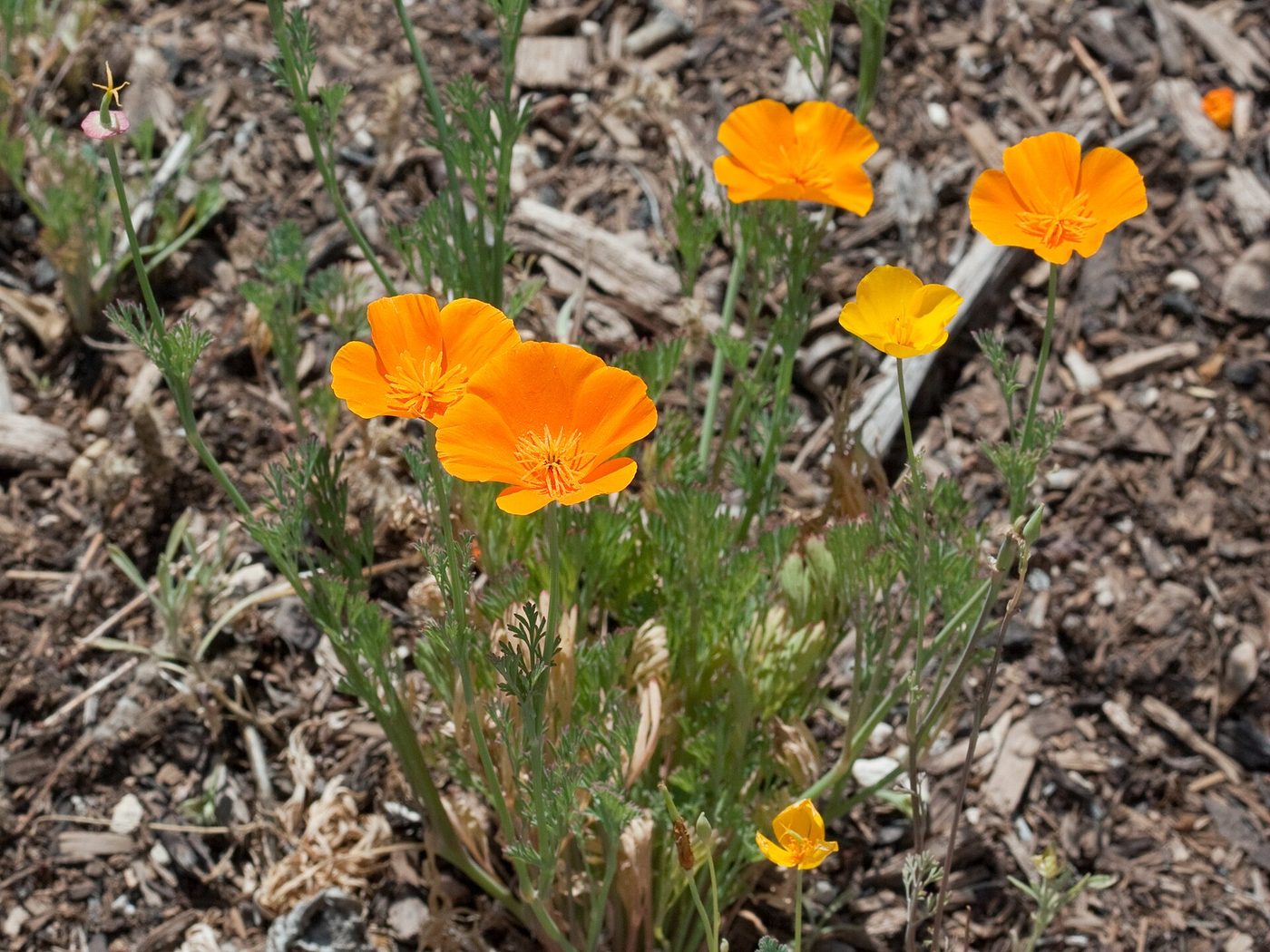 Kalifornischer Mohn