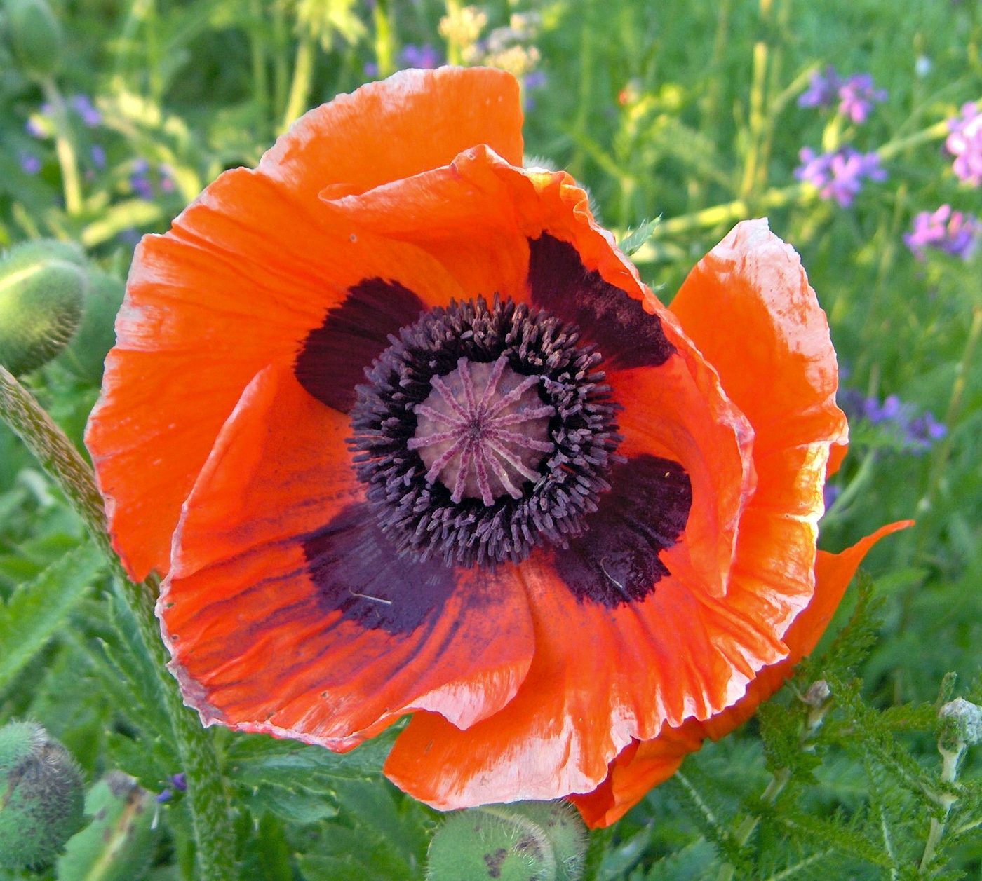 Türkischer Mohn