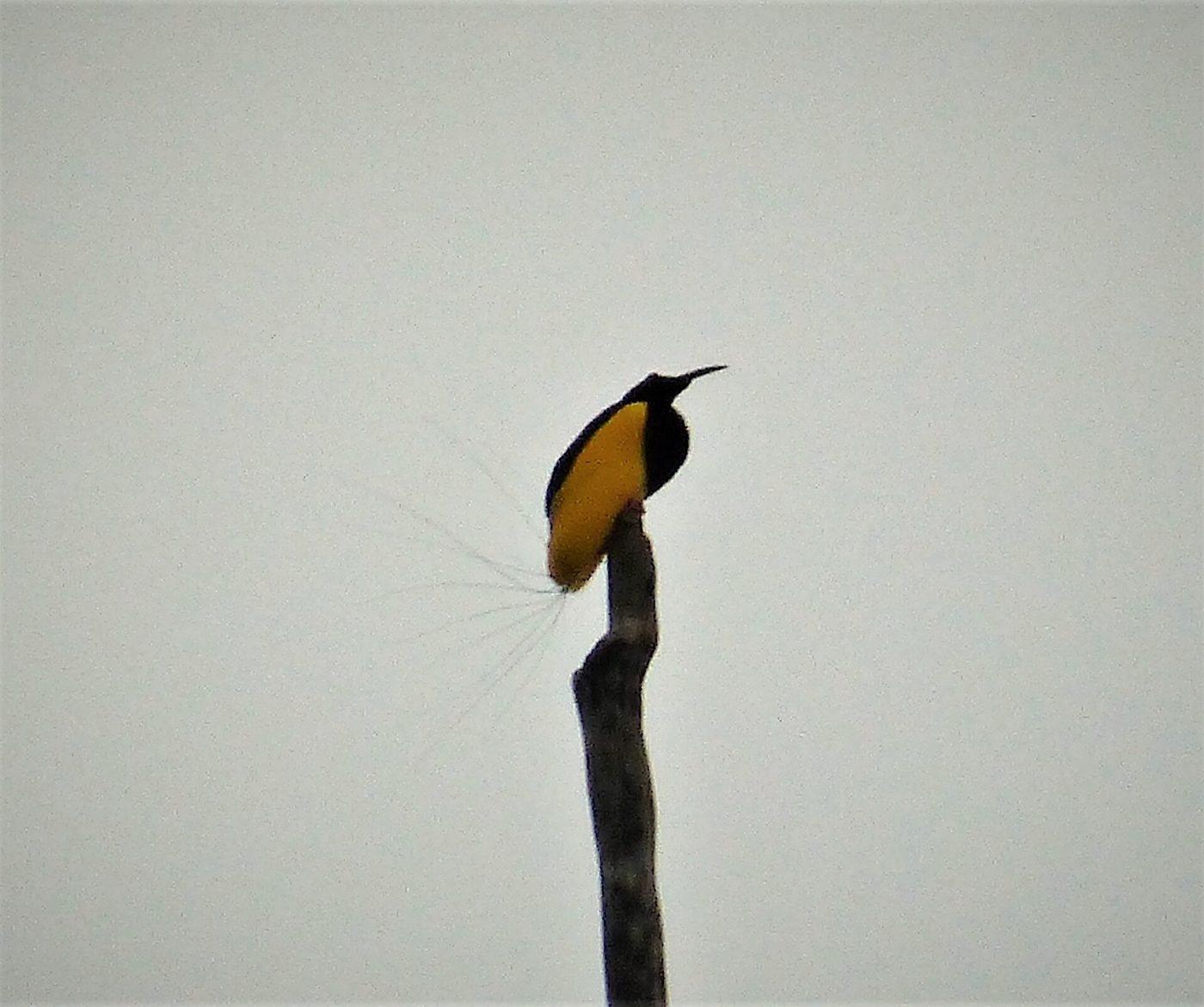 Fadenparadiesvogel
