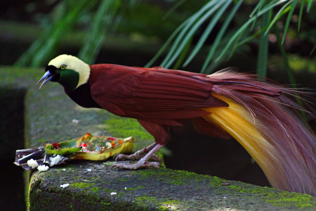 Greater bird-of-paradise