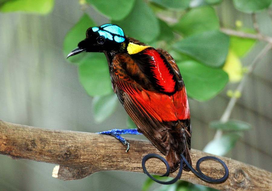 Paradisier républicain