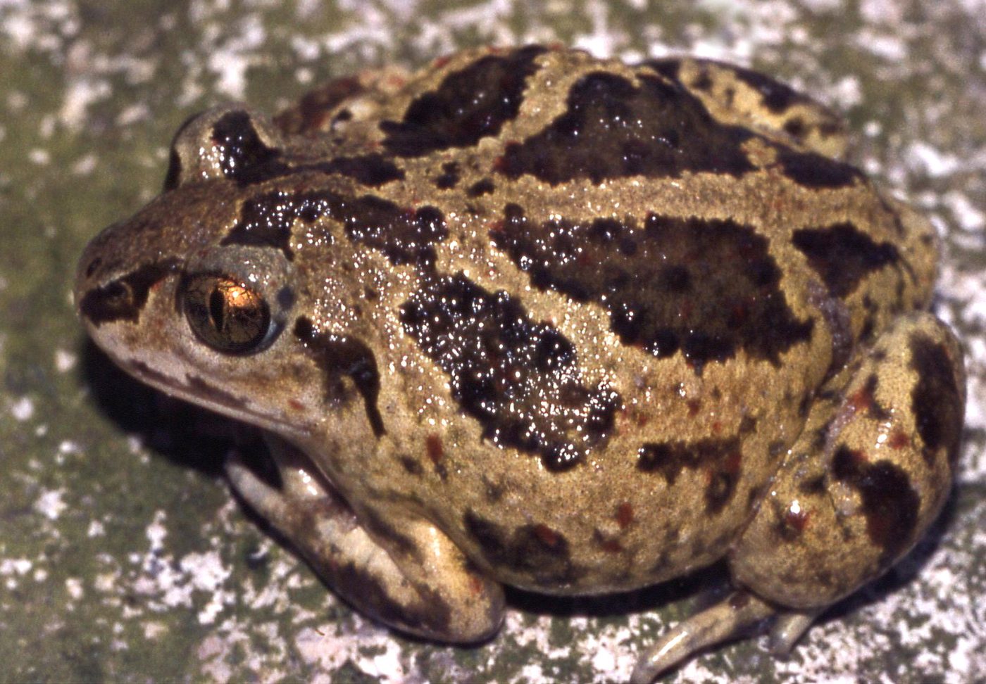 Common spadefoot