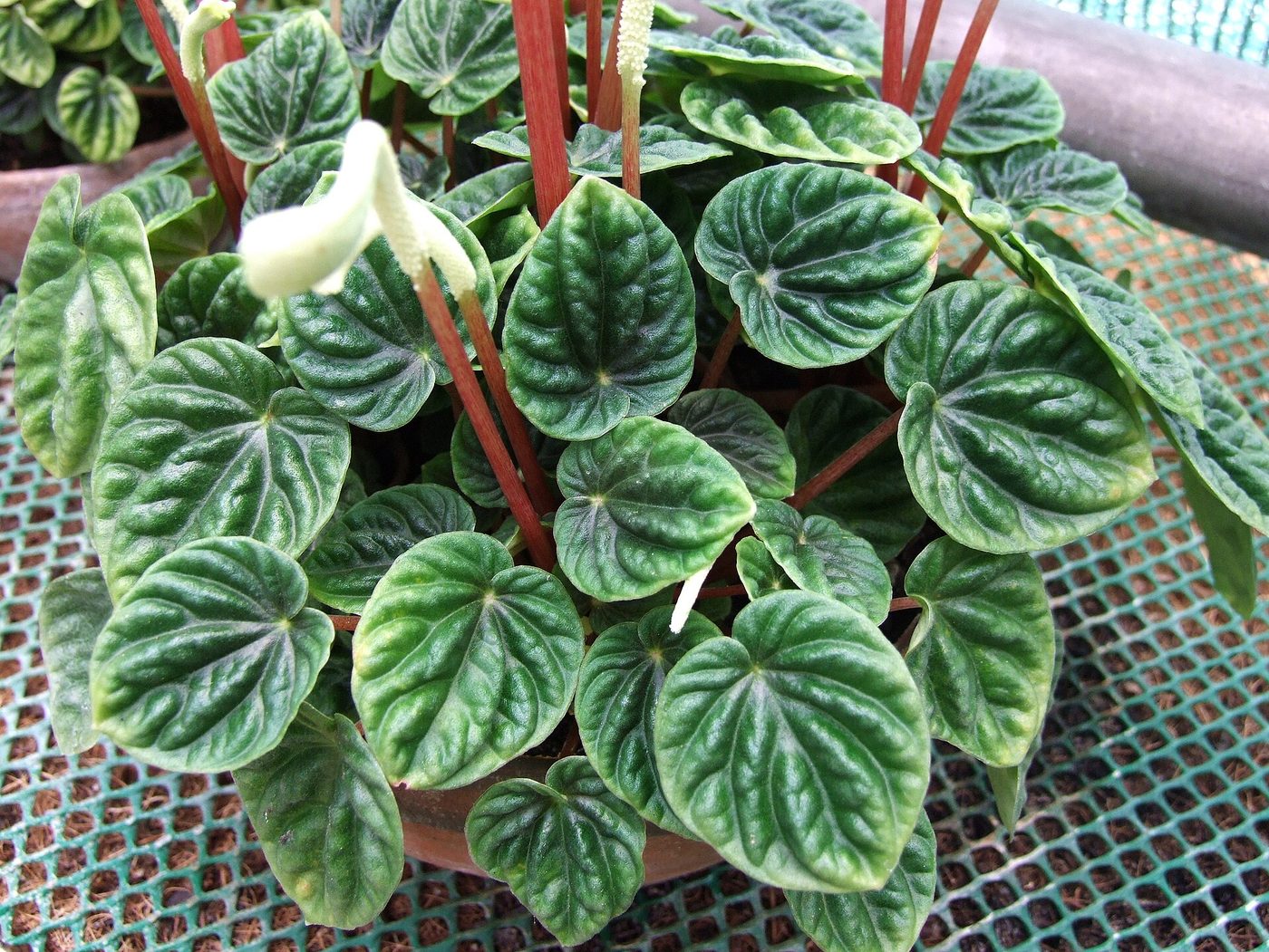 Peperomia increspata