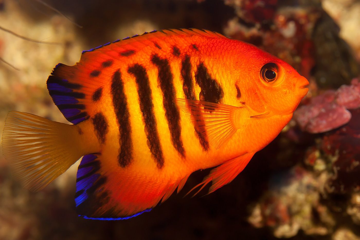 Flammen-Zwergkaiserfisch