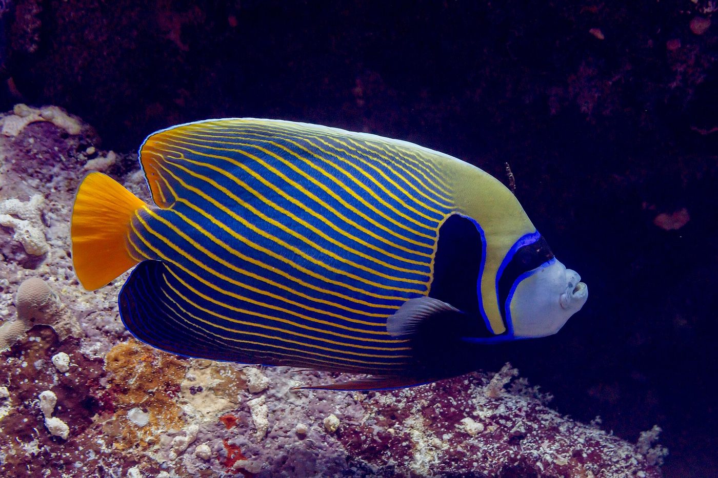 Imperator-Kaiserfisch