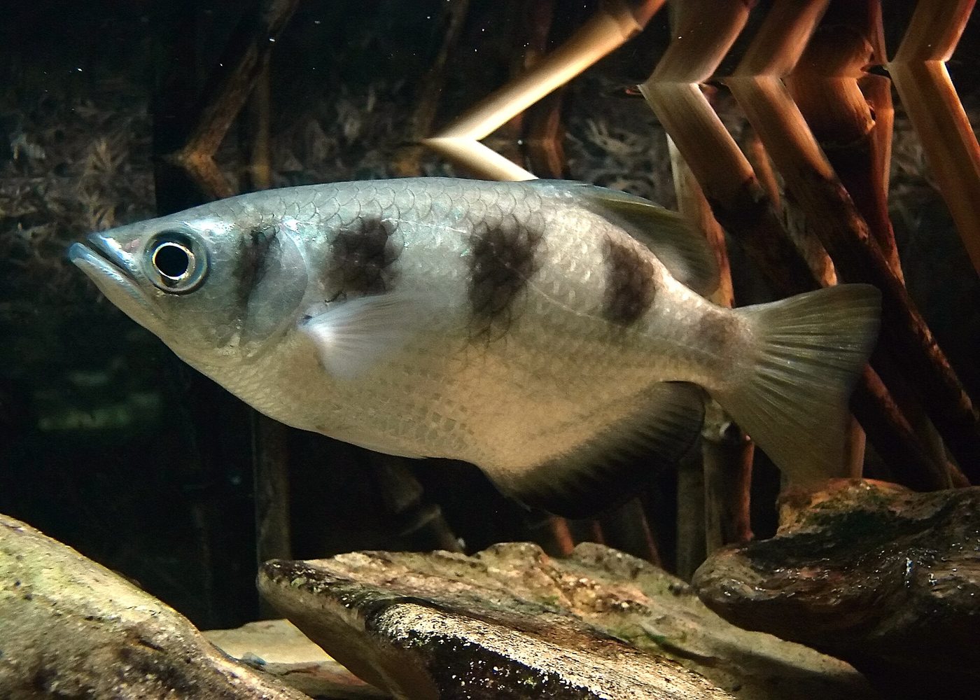 Pesce arciere
