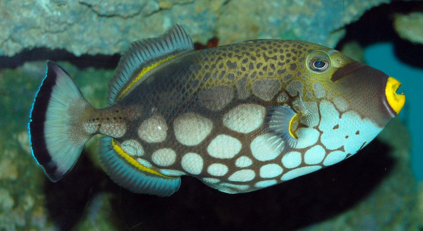Leopard-Drückerfisch