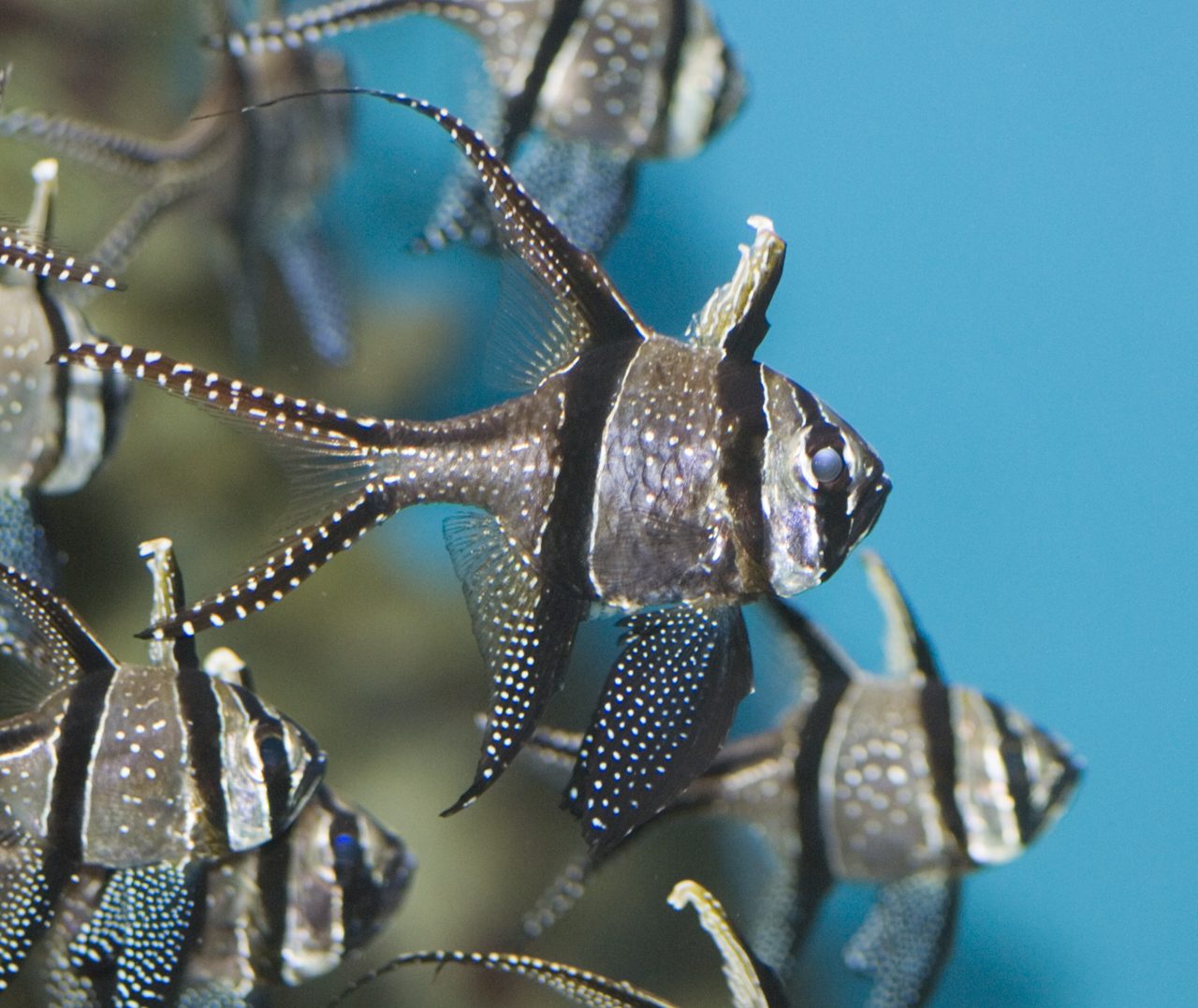 Banggai-Kardinalbarsch