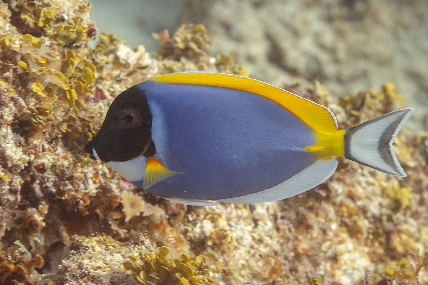 Pesce chirurgo azzurro cielo