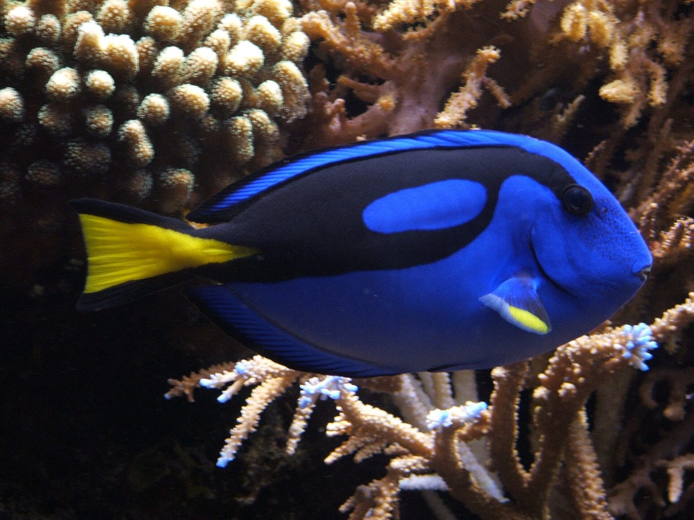 Pesce chirurgo blu