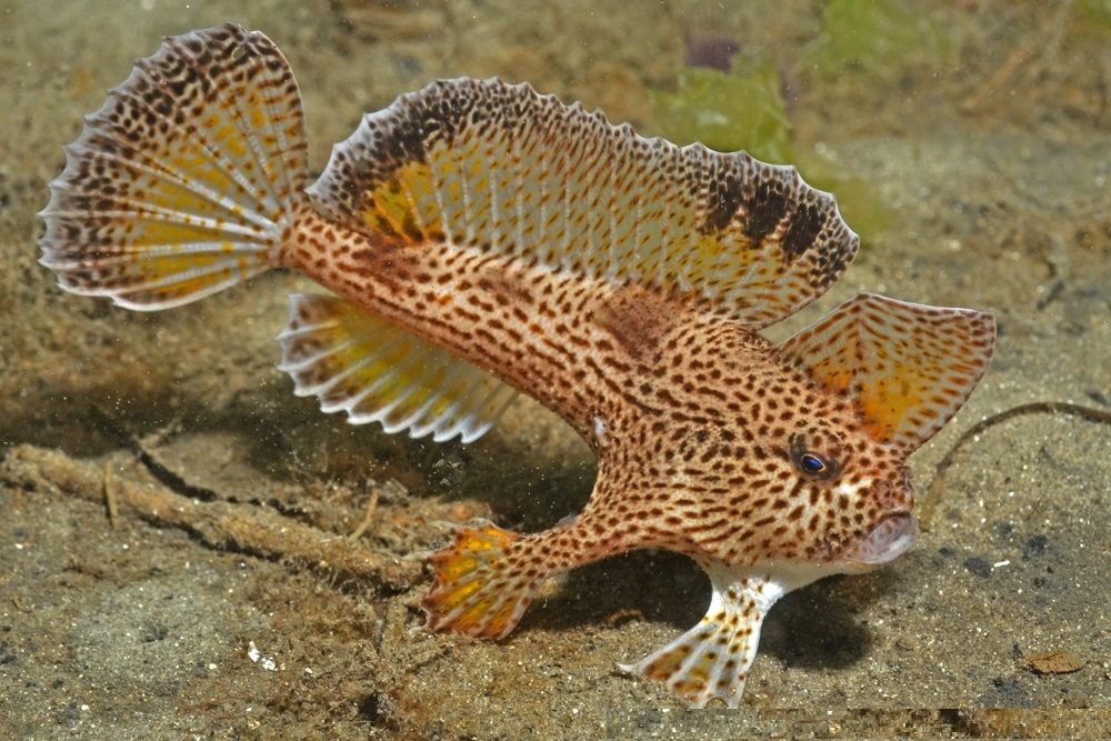 Gefleckter Handfisch