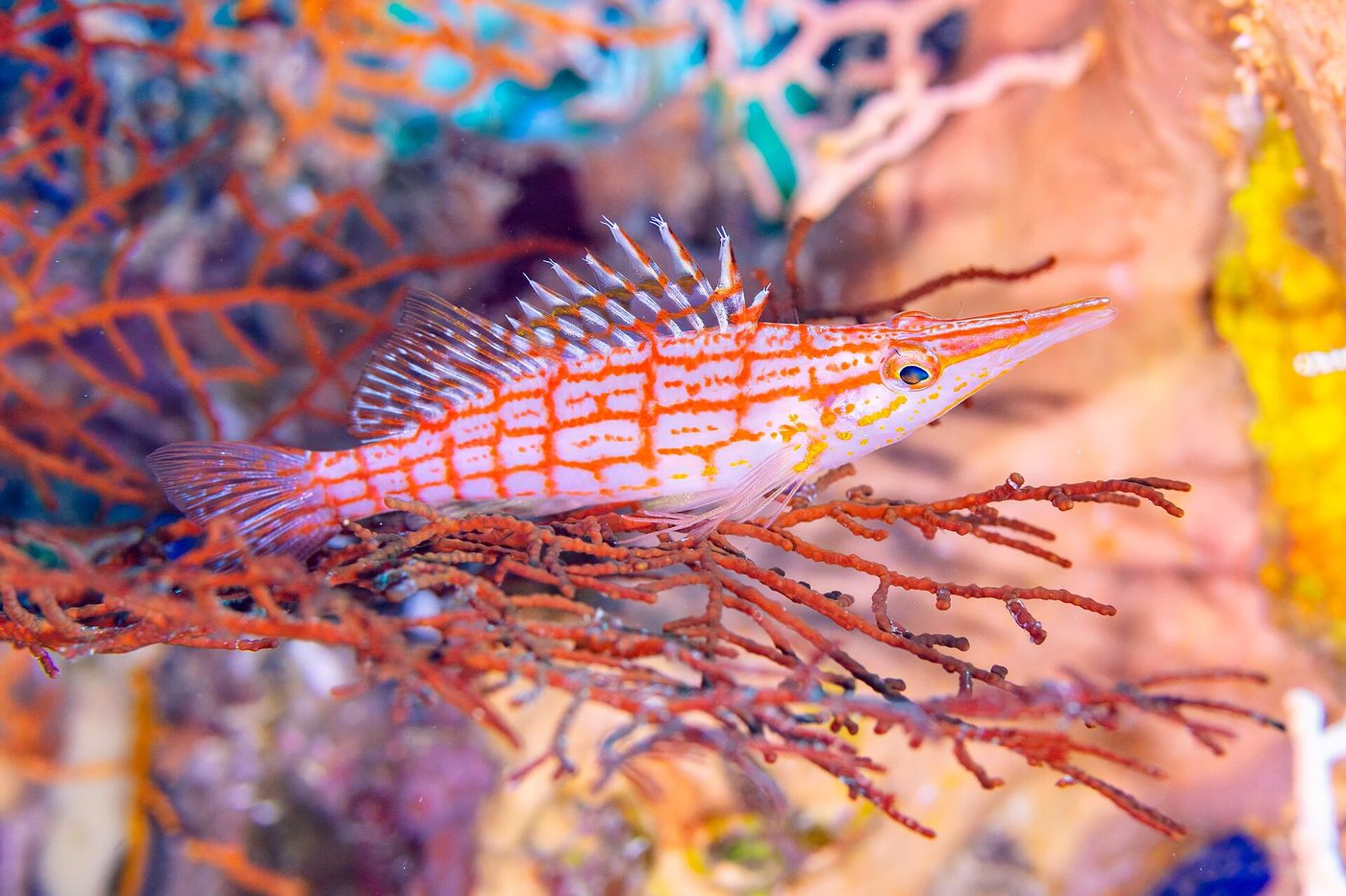 Pesce falco dal naso lungo