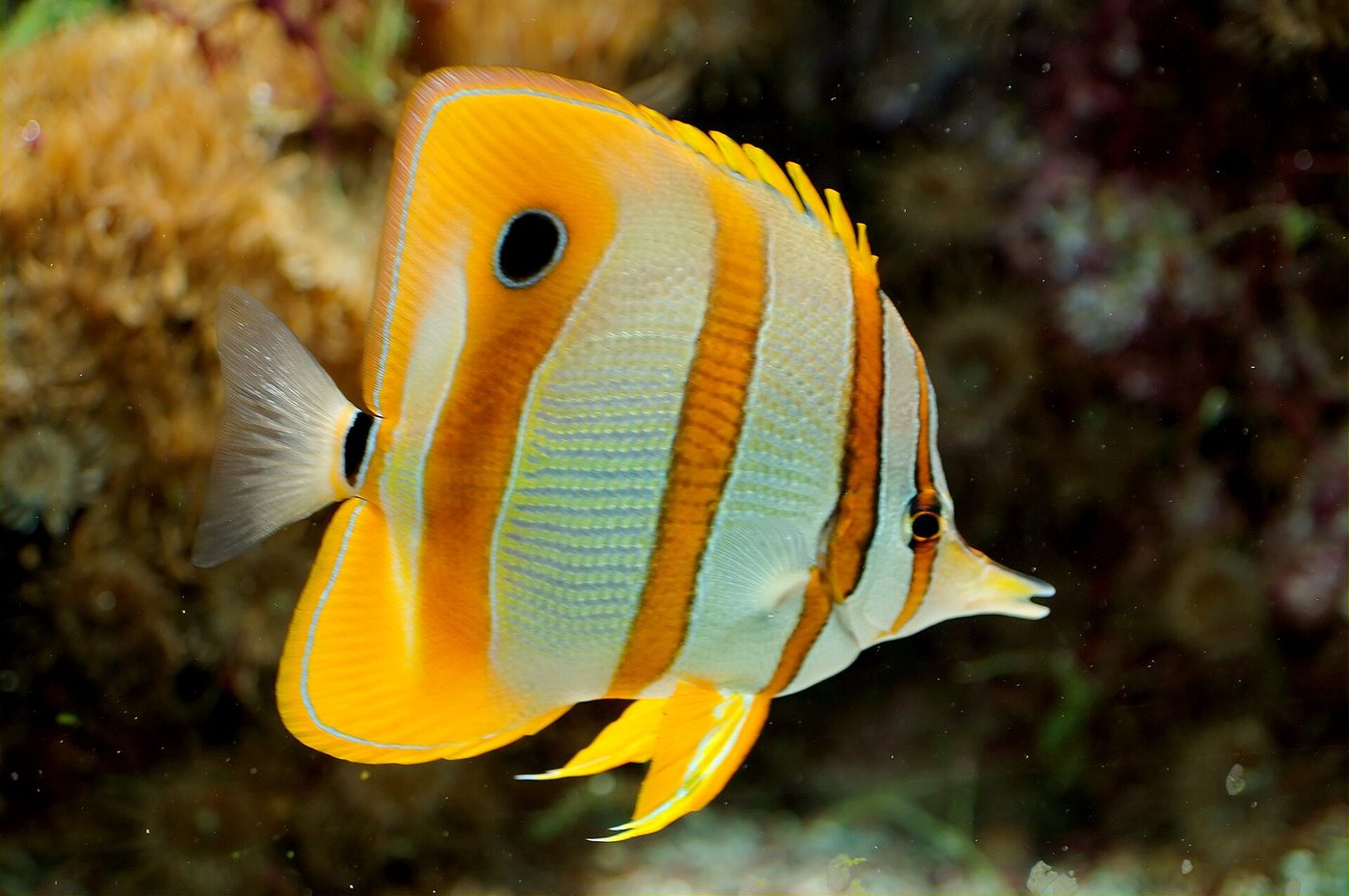 Kupferstreifen-Pinzettfisch