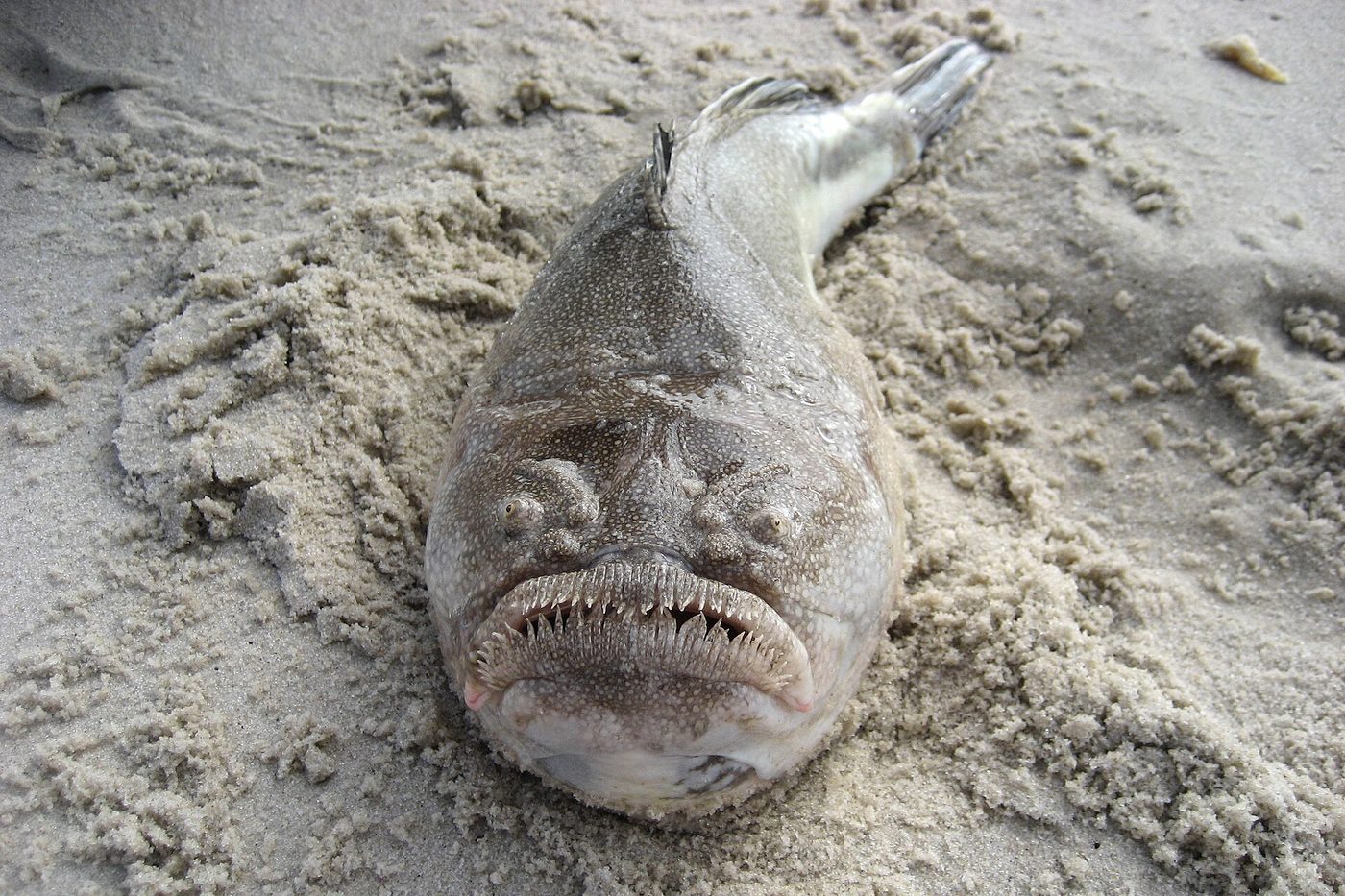Northern stargazer
