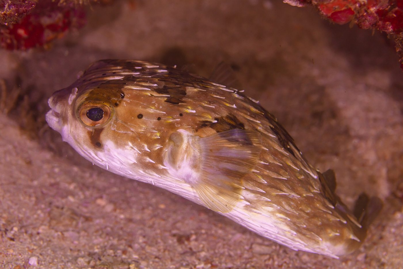 Braunflecken-Igelfisch