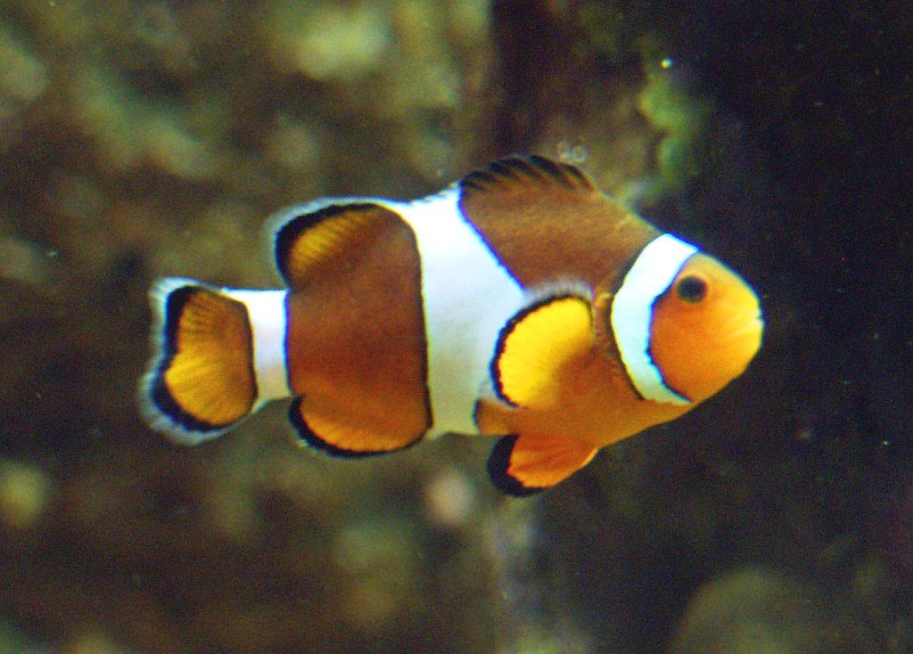 Clownfisch