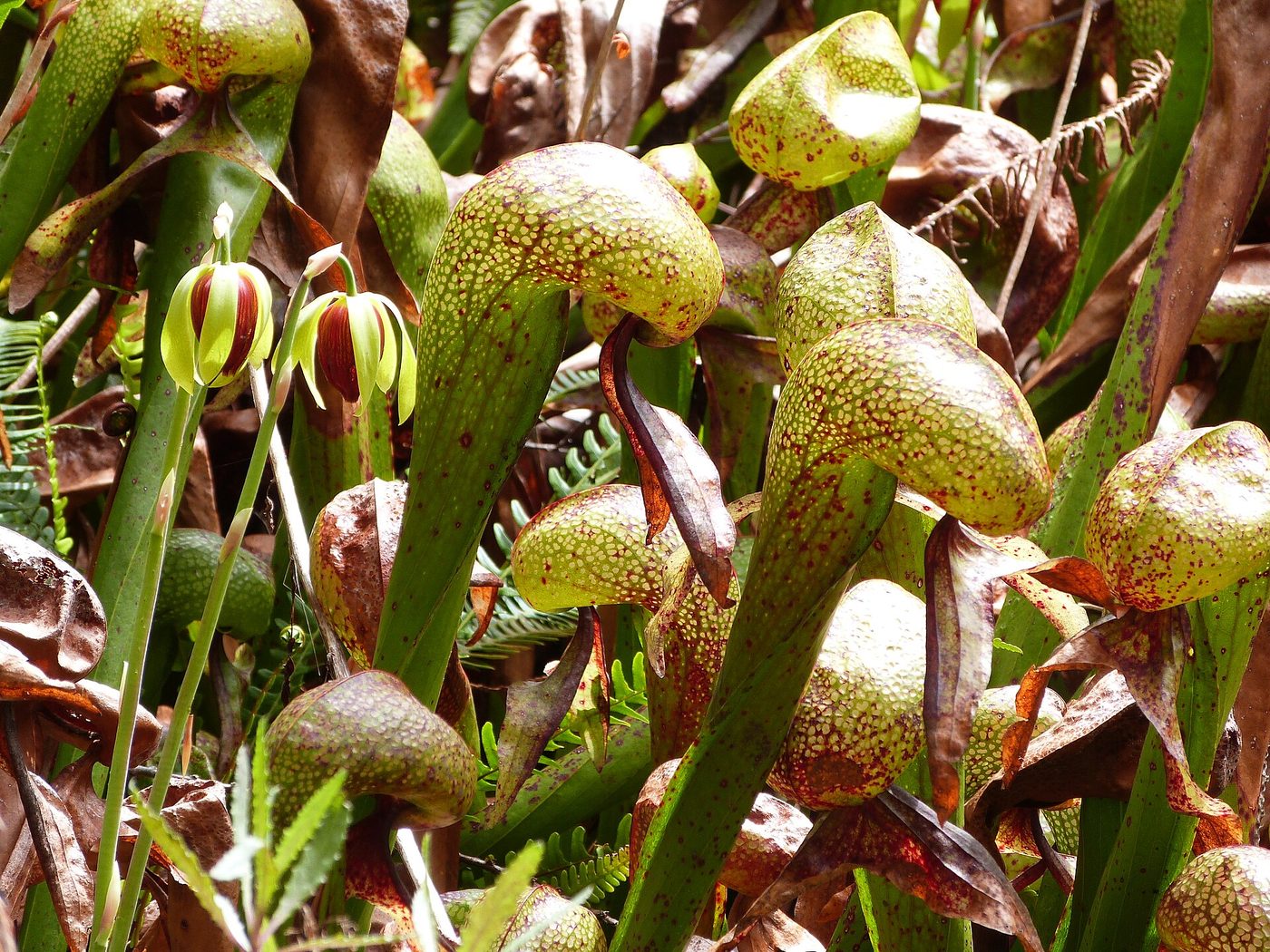 Pianta cobra