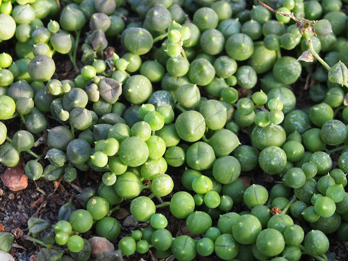 String of pearls