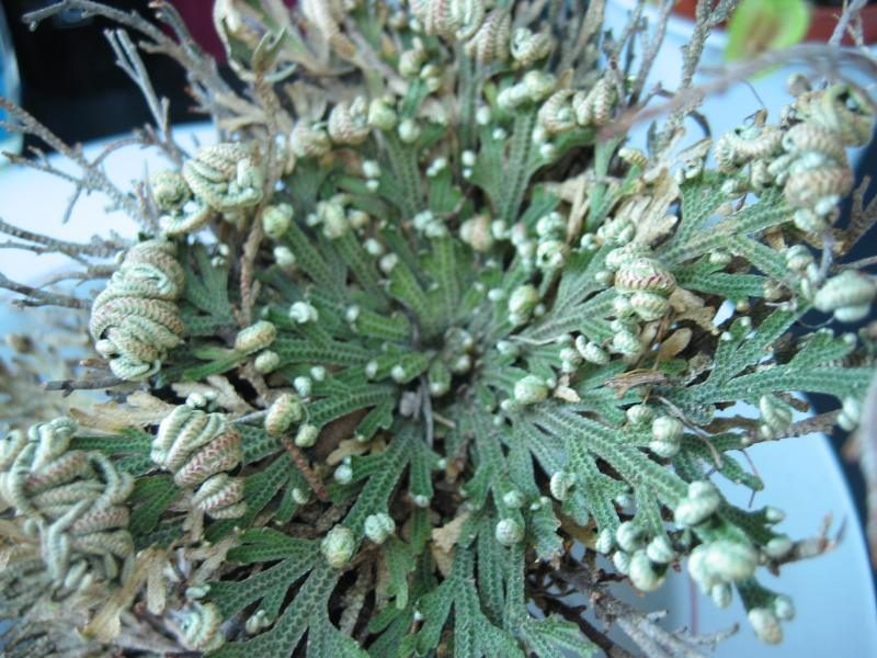 Unechte Rose von Jericho
