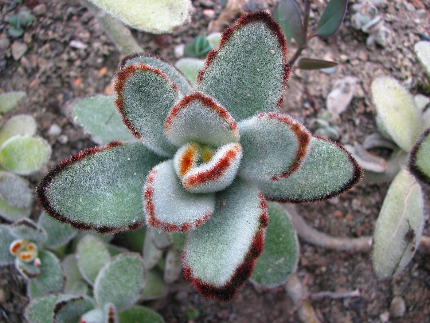 Pianta panda