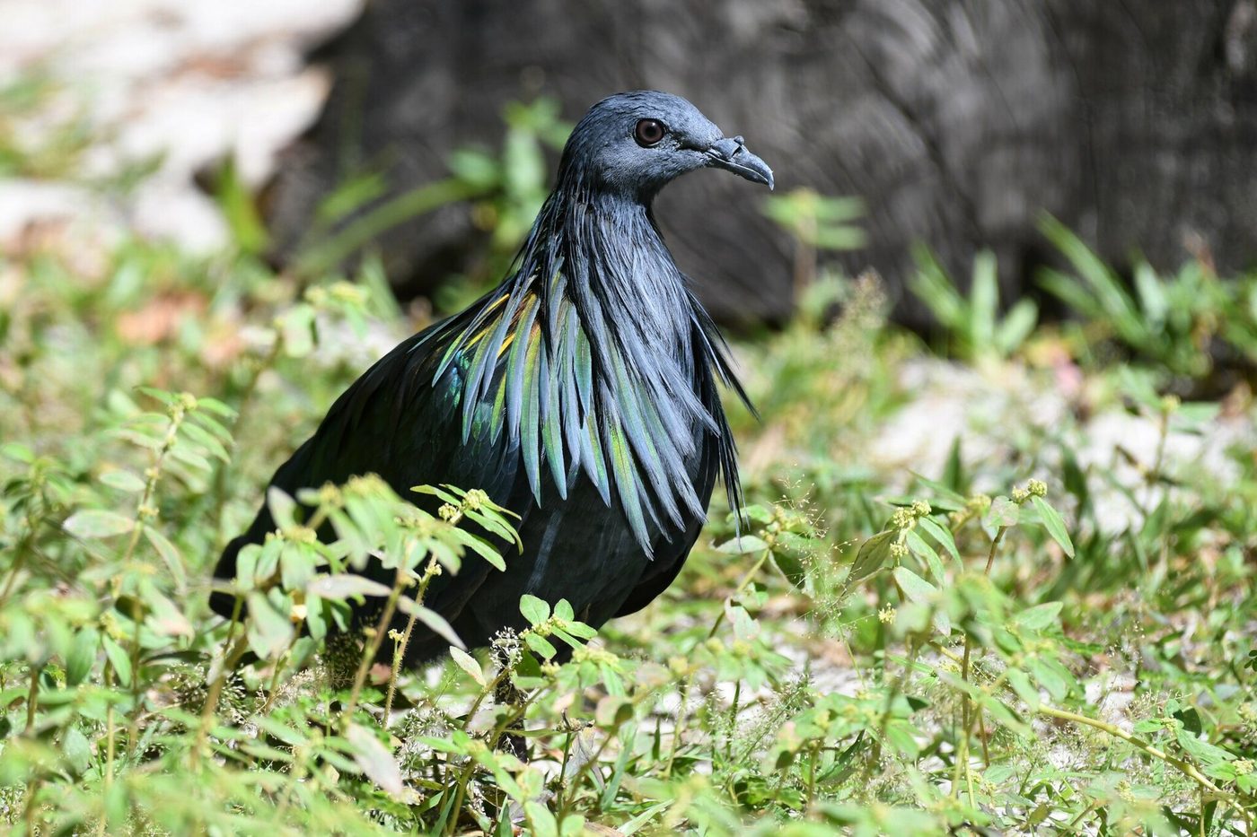 Piccione delle Nicobare
