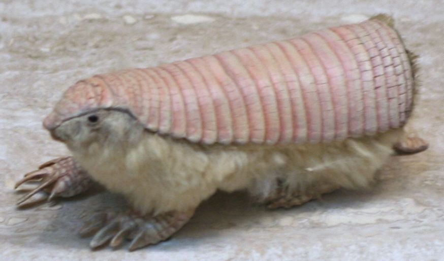 Gürtelmull