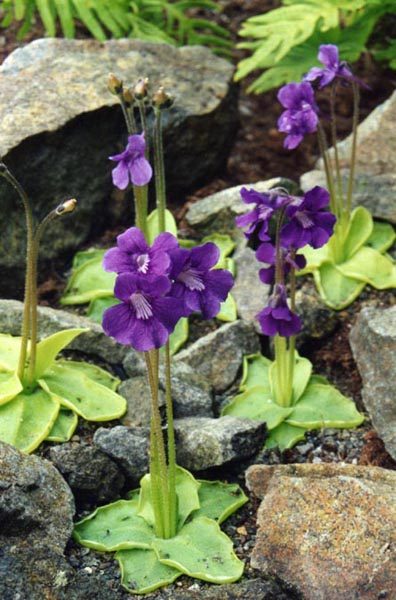 Pinguicola a fiori grandi