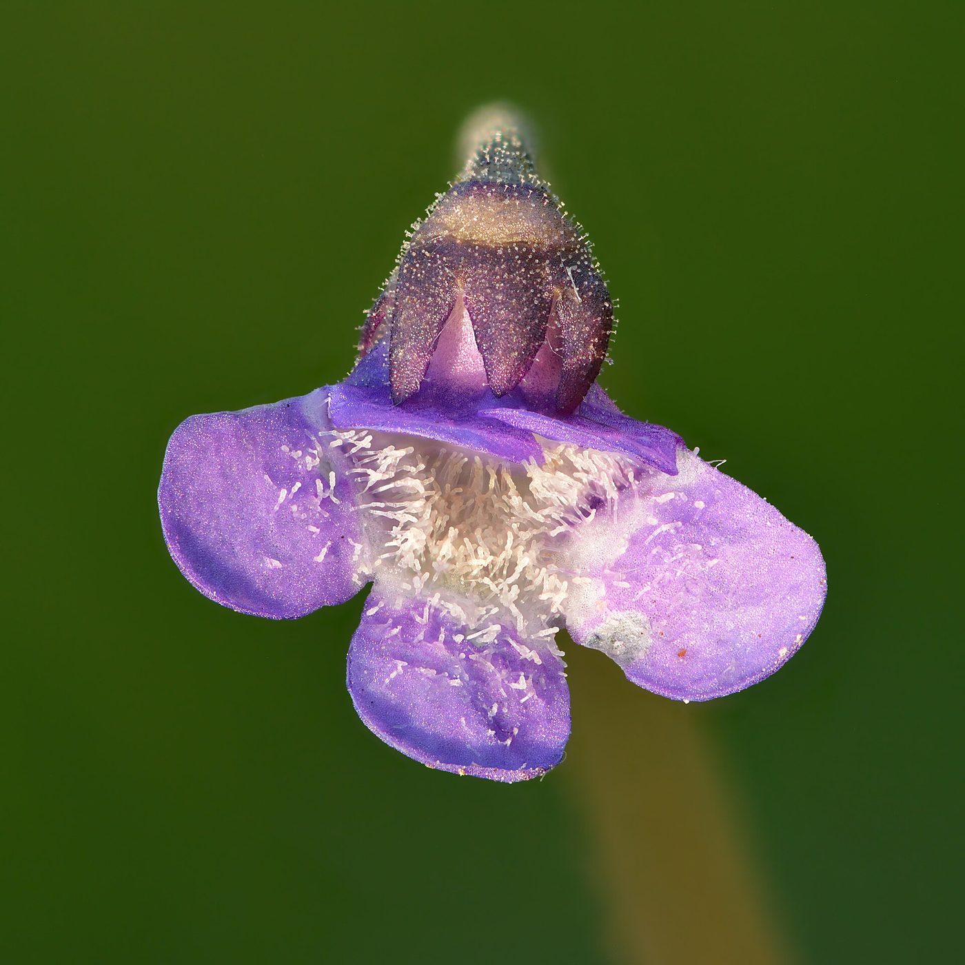 Pinguicula comune