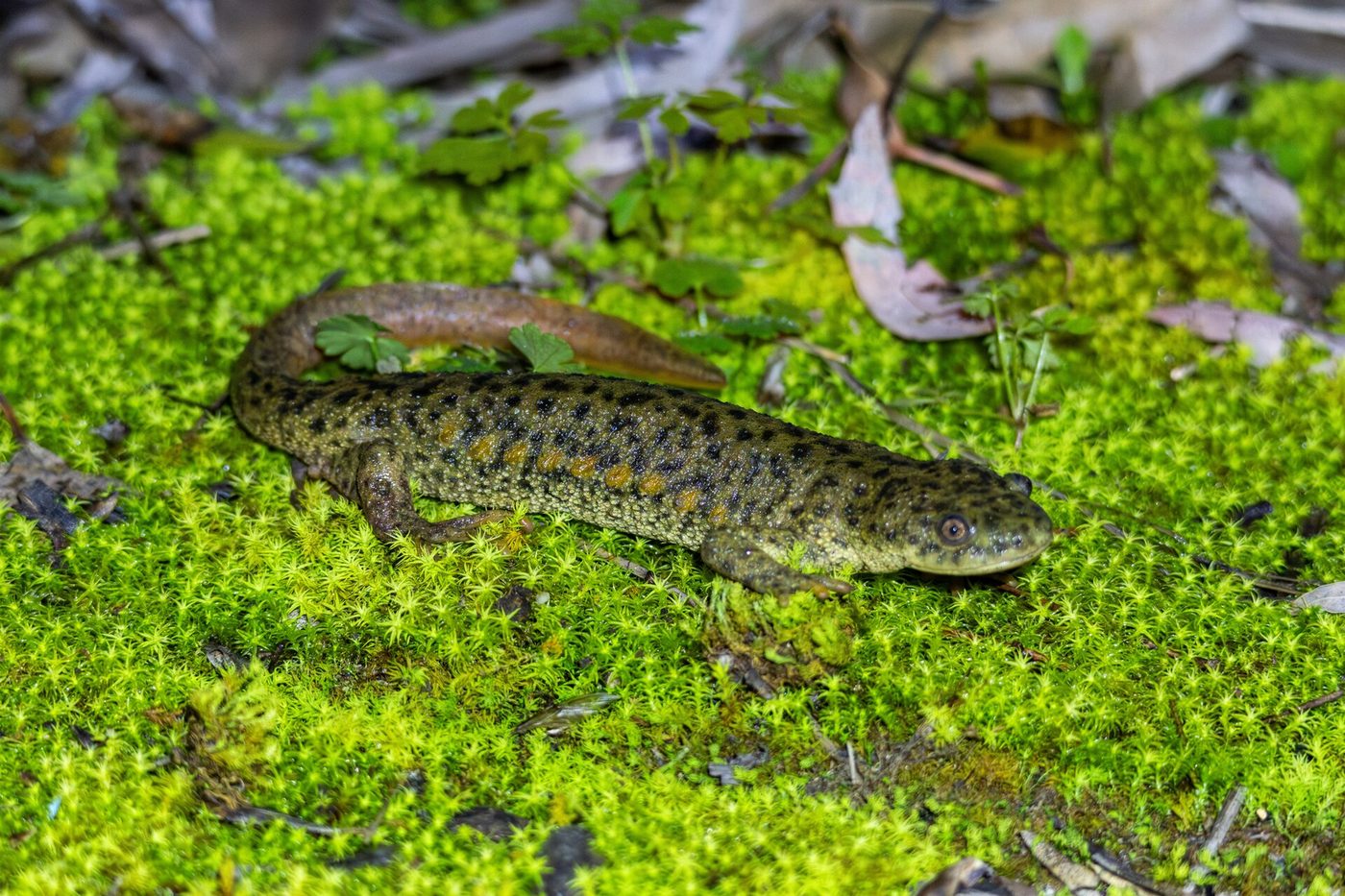 Spanischer Rippenmolch
