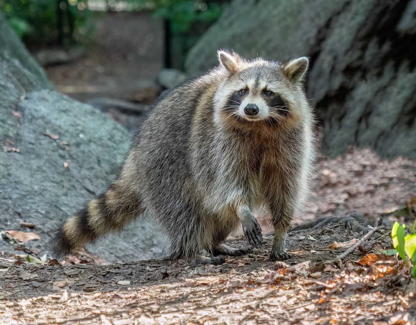Waschbär