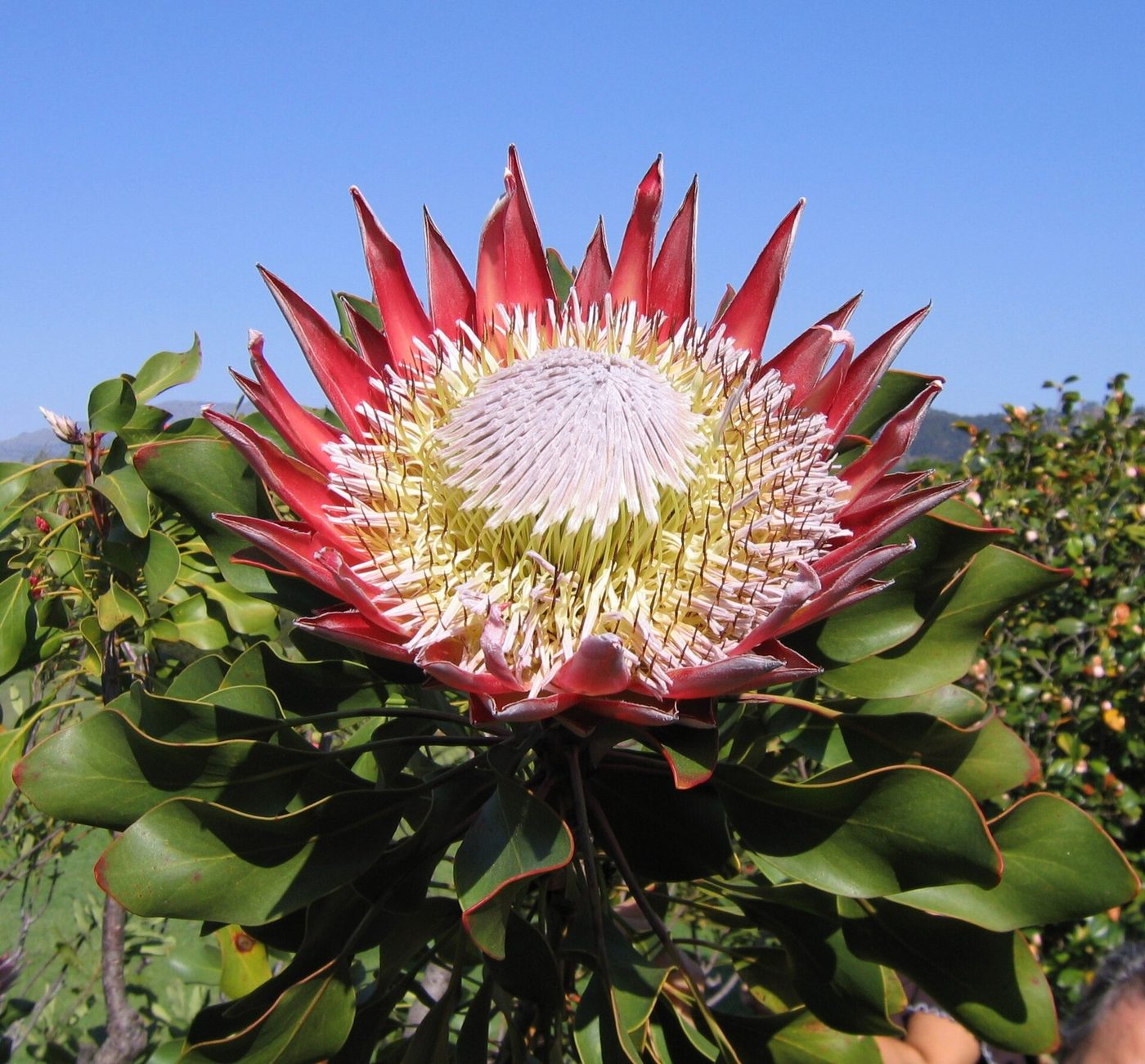 Protea real