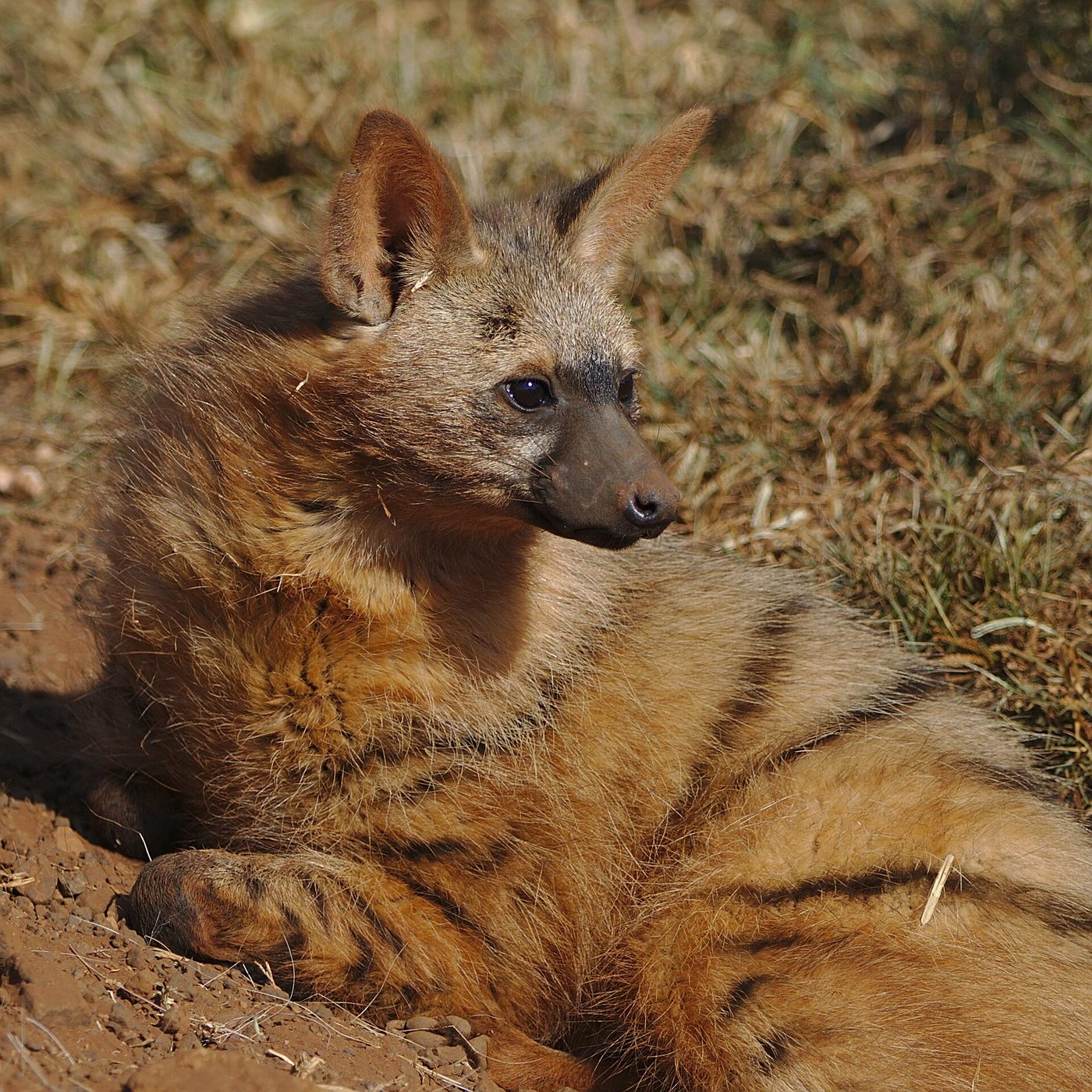 Erdwolf