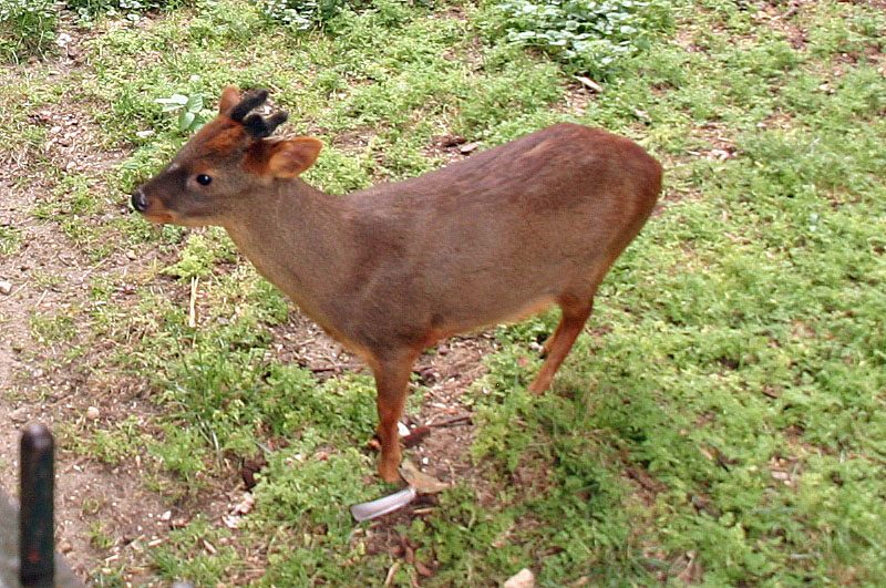 Südpudu