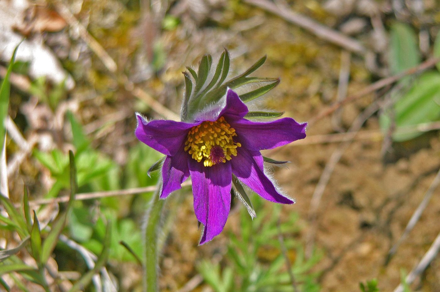 Pulsatila común