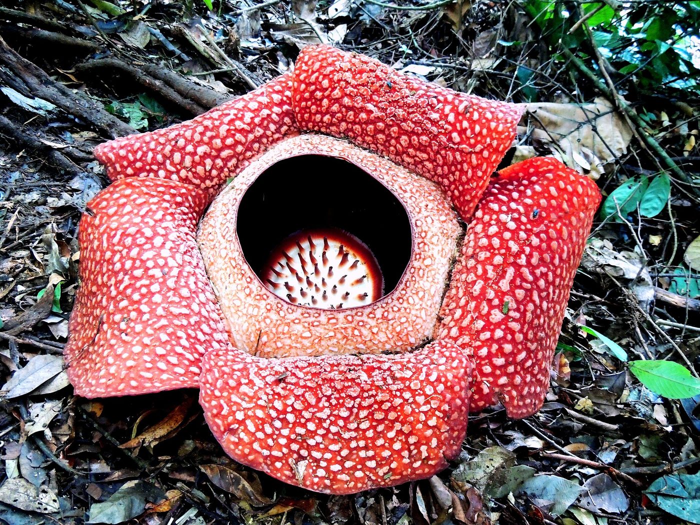 Rafflesia